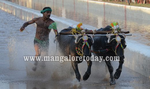 Devupoonje Sankupoonje Jodukare Kambala kicks off at Vamanjoor